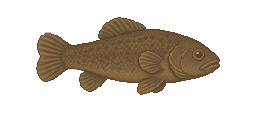 Alaska Blackfish