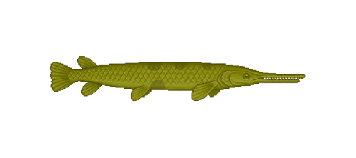 Alligator Gar