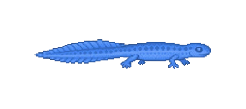 Alpine Newt