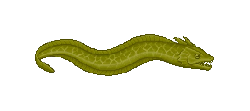 American Eel