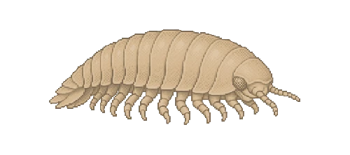 Andean Amphipod
