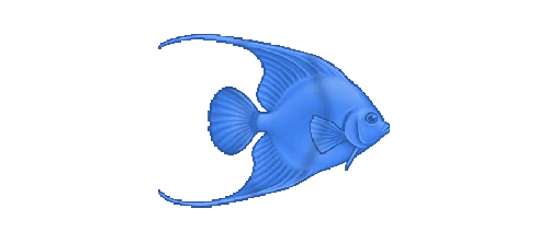 Angelfish