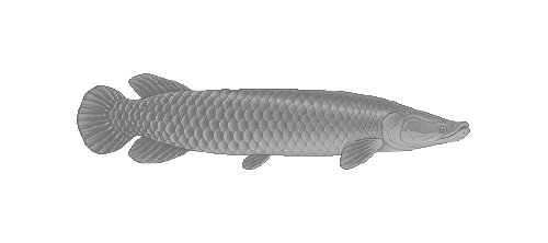 Arapaima