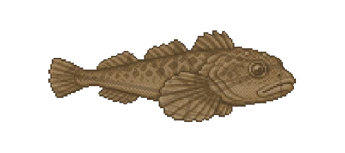 Arctic Sculpin