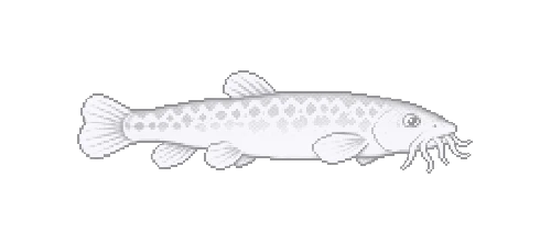 Blind Cave Loach