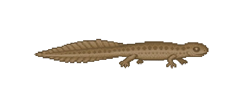 Cave Spiny Newt