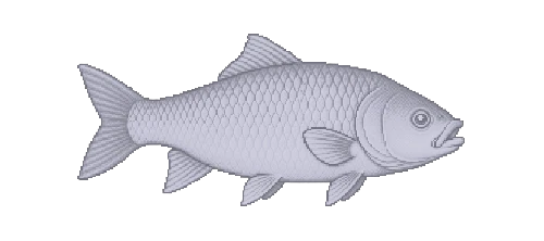 Catla