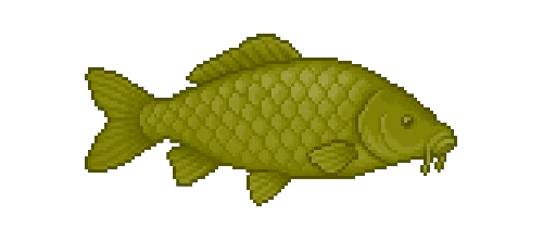 Grass Carp