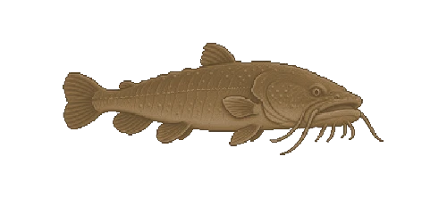 Goonch Catfish