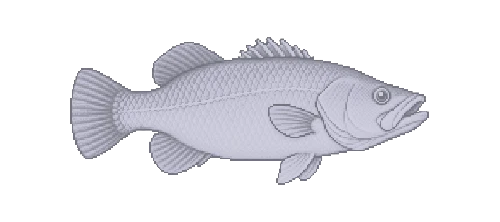 Barramundi