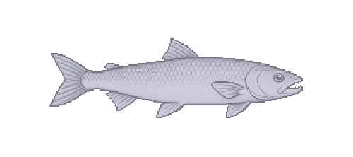 Asp
