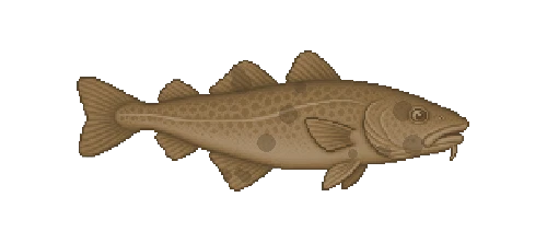 Atlantic Cod