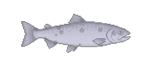Atlantic Salmon