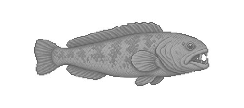 Atlantic Wolffish