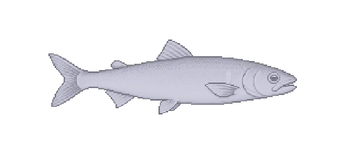 Ayu Sweetfish