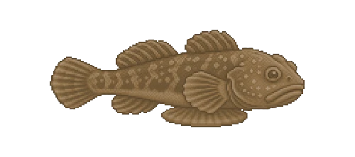 Azores Rock Goby