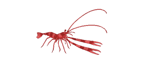 Banded Coral Shrimp