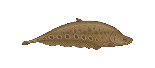 Banded Knifefish