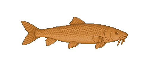 Barbel