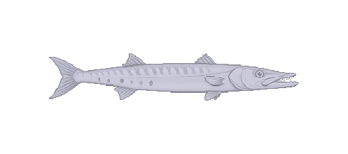 Great Barracuda
