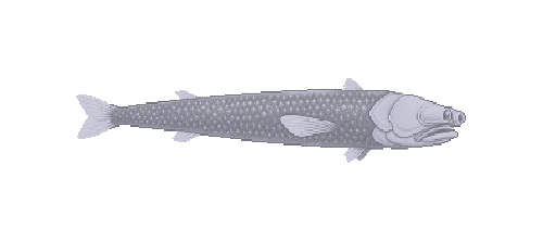 Winteria Telescopefish