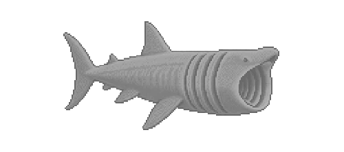 Basking Shark