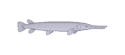 Bicuda