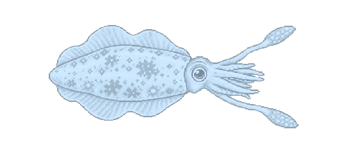 Bigfin Reef Squid