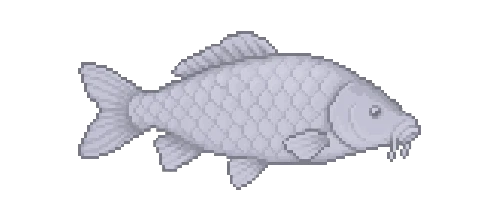 Bighead Carp