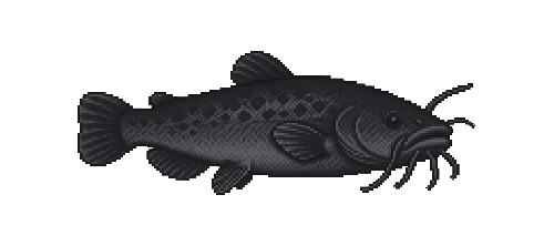Black Bullhead