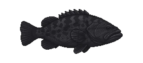 Black Grouper