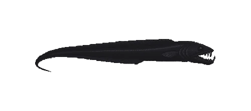 Black Scabbardfish