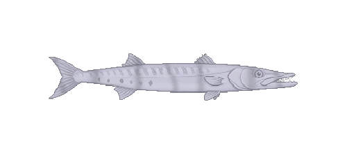 Blackfin Barracuda