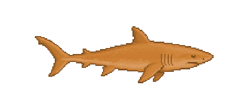 Blacktip Reef Shark