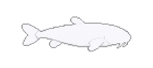 Blind Cavefish
