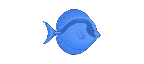 Palette Surgeonfish