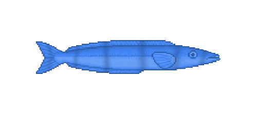 Bluehead Wrasse