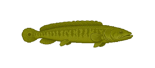 Bowfin