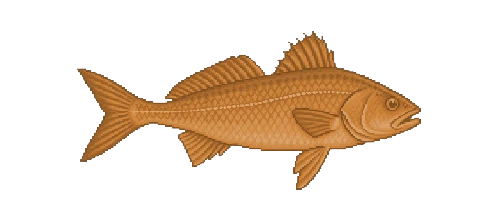 Brown Meagre