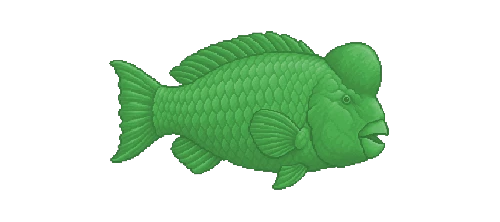 Bumphead Parrotfish