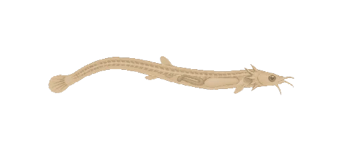 Candiru