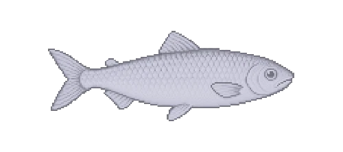 Capelin