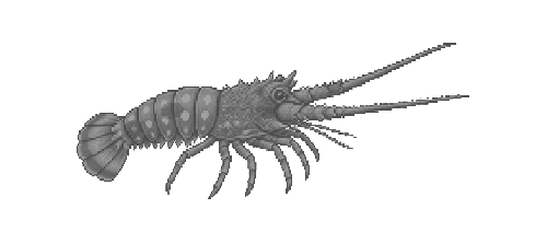 Caribbean Spiny Lobster