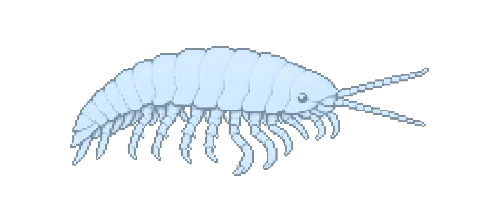 Cave Amphipod