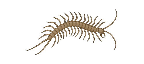 Cave Centipede