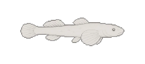 Cavern Darter