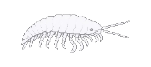 Cave Isopod