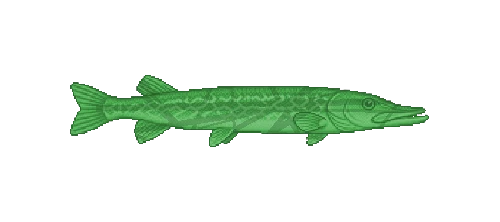 Chain Pickerel