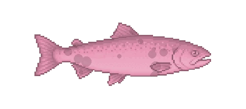 Cherry Salmon