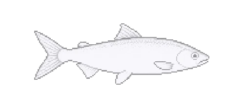 Chilean Icefish